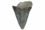 Serrated, Fossil Great White Shark Tooth - South Carolina #374672-1